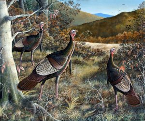 Autumn Gobblers