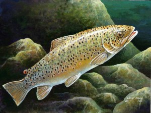 Brown Trout 02