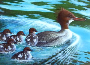Merganser Family