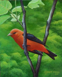 Scarlet Tanager