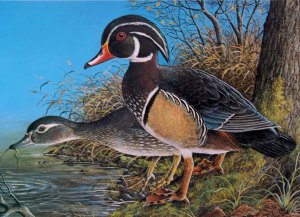 Wood Ducks