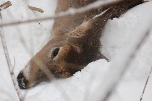 Notice where the antlers were.