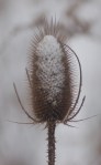 Teasel