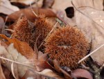 Chestnut hulls