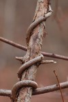 Vine twisting around sapling