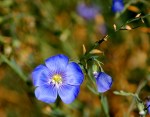 Blue Prairie Flax