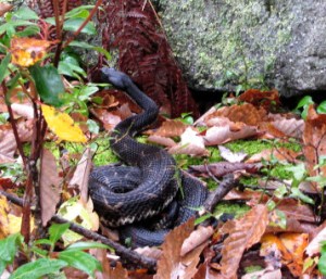 Black-phased Timber rattlesnake