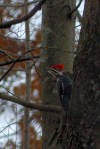 Pileated woodpecker
