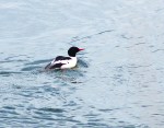 Male merganser
