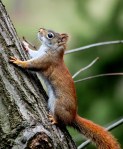 Red squirrel