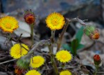 Coltsfoot