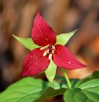 Purple trillium