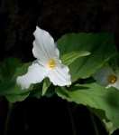 White Trillium