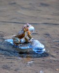 Singing toad. Note eggs at rock's base.