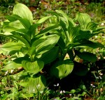 Hellebore: a plant found in wetland areas.