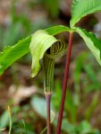 Jack-In-the-Pulpit