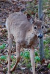 This deer almost walked into me!