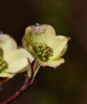 Early Dogwood blossom