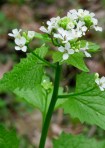Garlic Mustard- a non-native and invasive flower.