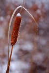 Cattail at a small pond.