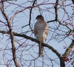 Cooper's hawk