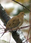 Mourning Dove
