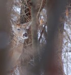 This buck had lost it's antlers.