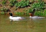 Mergansers on Cowanshannock Creek.