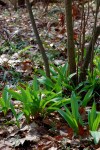 Native leeks (Ramps)