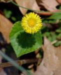 Coltsfoot in bloom.