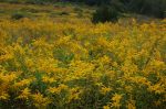 Goldenrods!