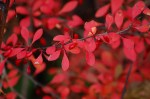 Barberry