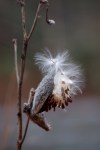 Milkweed