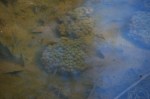 Frog eggs!