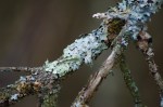 Lichen