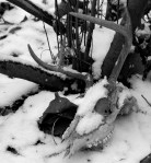 I wonder what happened to this little buck?