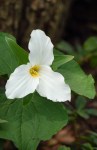 White Trillium