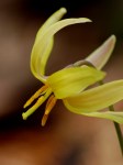 Trout Lily