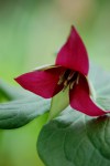 Purple Trillium