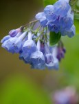 Virginia Bluebell