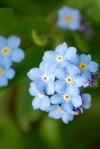Forget-Me-Not