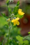 Celandine