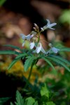 Cut Leaf Toothwort