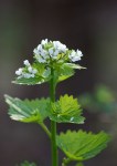 Garlic Mustard