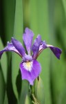 Blue Flag (Iris)