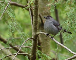 Catbird