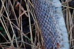 Detail of snake shed