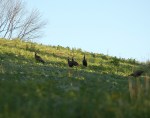 Flock of gobblers
