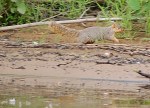 Fox Squirrel running after Frank's lure hit the water near it.