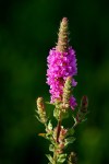 Purple Loosestrife 